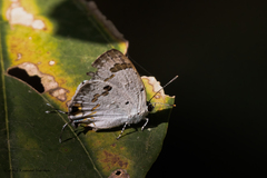 Hypolycaena othona