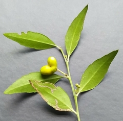 Maytenus acuminata