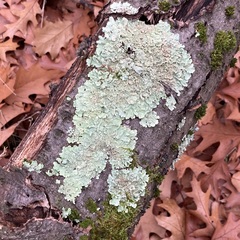 Flavoparmelia soredians