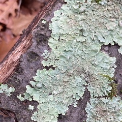 Flavoparmelia soredians