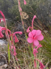 Watsonia coccinea