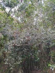 Maytenus acuminata