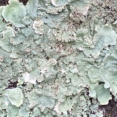 Flavoparmelia soredians