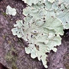 Flavoparmelia soredians