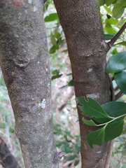 Maytenus acuminata