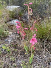 Watsonia coccinea