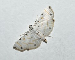 Pycnarmon cribrata