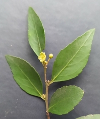 Maytenus acuminata