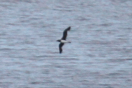 Tahiti Petrel