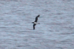 Pseudobulweria rostrata