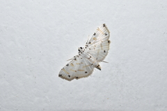 Pycnarmon cribrata