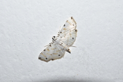 Pycnarmon cribrata