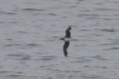 Pseudobulweria rostrata