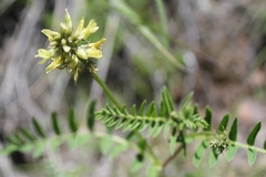 Astragalus strigulosus