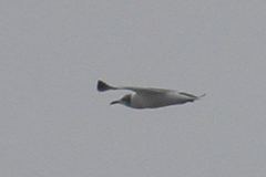 Leucophaeus atricilla