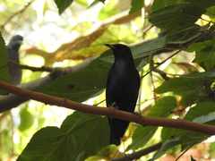 Sturnus unicolor