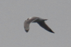 Leucophaeus atricilla