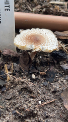 Lepiota cristata