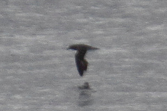 Pseudobulweria rostrata