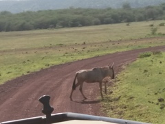 Connochaetes taurinus albojubatus