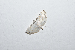 Pycnarmon cribrata