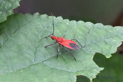 Cutocoris russatus