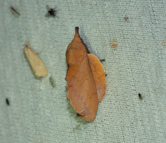 Gastropacha quercifolia