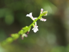 Phryma