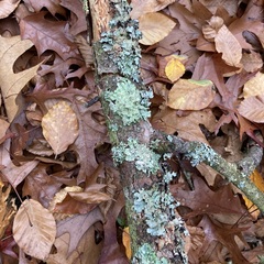 Punctelia jeckeri