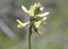 Astragalus strigulosus