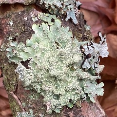 Punctelia jeckeri