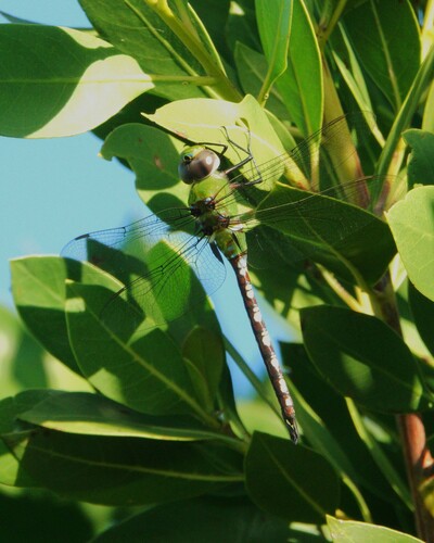 Amazon Darner photo 4