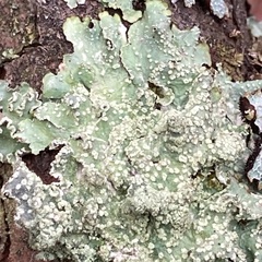 Punctelia jeckeri