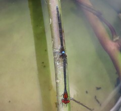 Pseudagrion massaicum