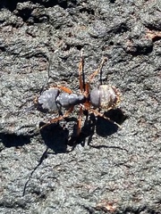 Camponotus rufipes
