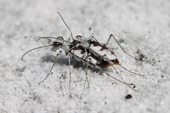 Ellipsoptera hirtilabris