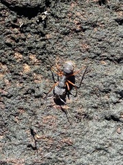 Camponotus rufipes