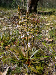 Stylidium crassifolium
