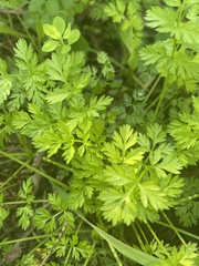 Chaerophyllum