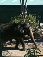 Elephantidae