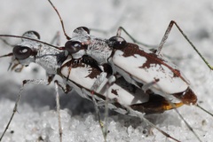 Ellipsoptera hirtilabris