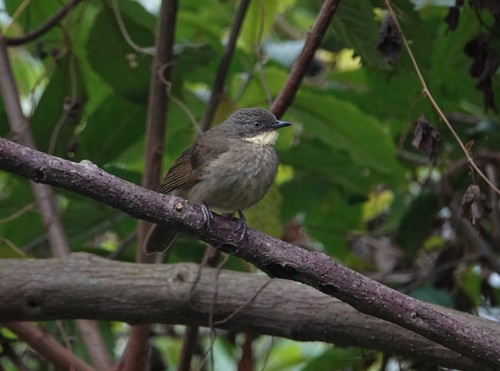 Atimastillas flavigula