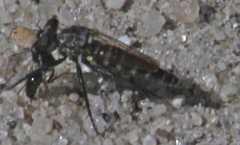 Brachyrhopalinae