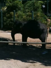 Elephantidae