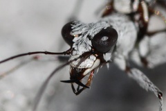 Ellipsoptera hirtilabris