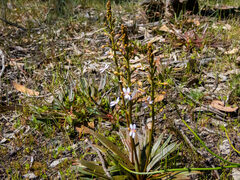 Stylidium crassifolium