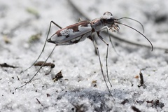 Ellipsoptera hirtilabris