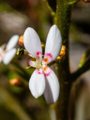 Stylidium crassifolium