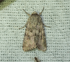 Anarta sodae