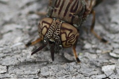 Orthonevra nitida